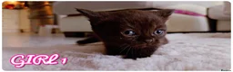 British Shorthair cats for sale: Beautiful British Shorthair Kittens – Home Raised - Advert 12