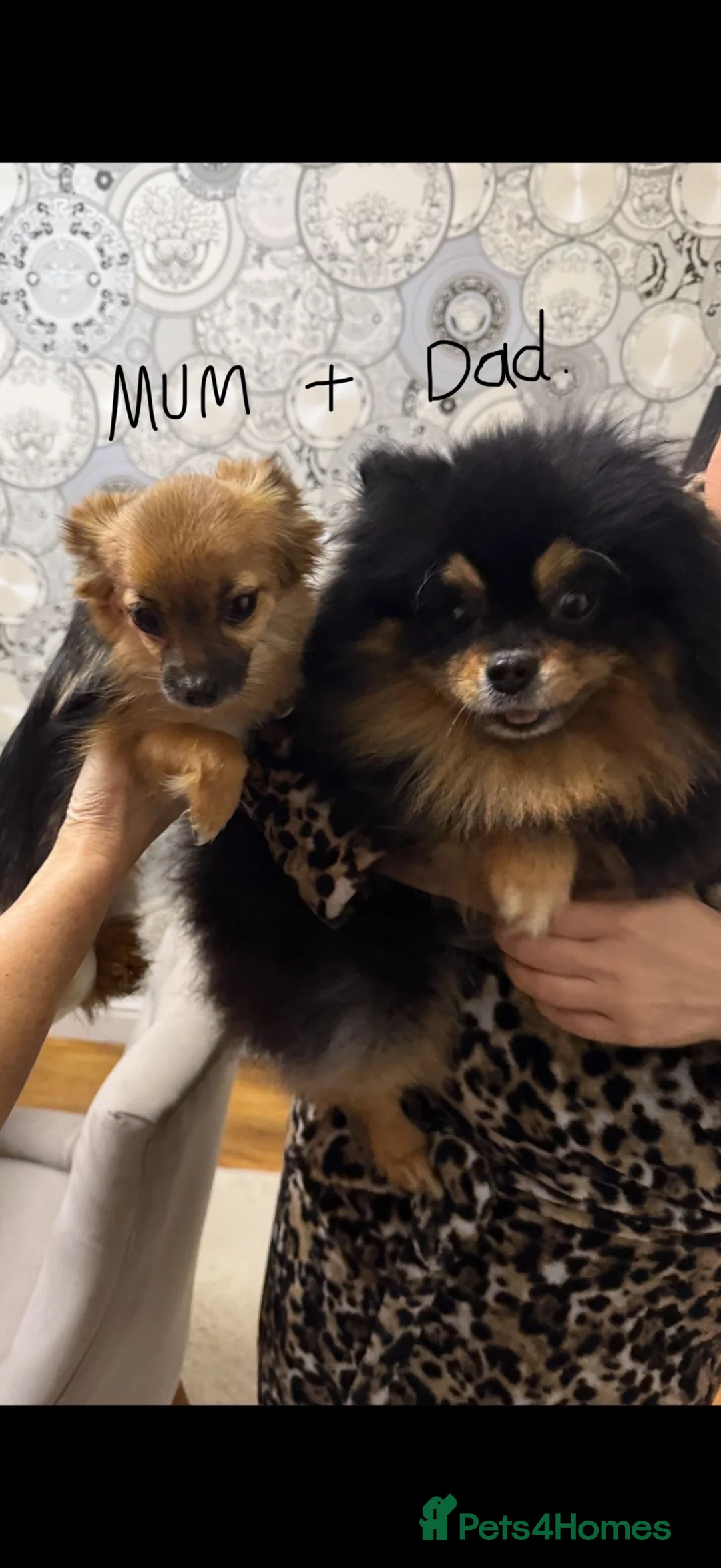 Pomeranian dogs for sale: Gorgeous  **  Pomeranian pups - Advert 31
