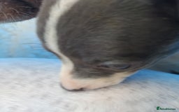 Mixed Breed dogs for sale: Italian Greyhound x Whippet puppies - Image 6