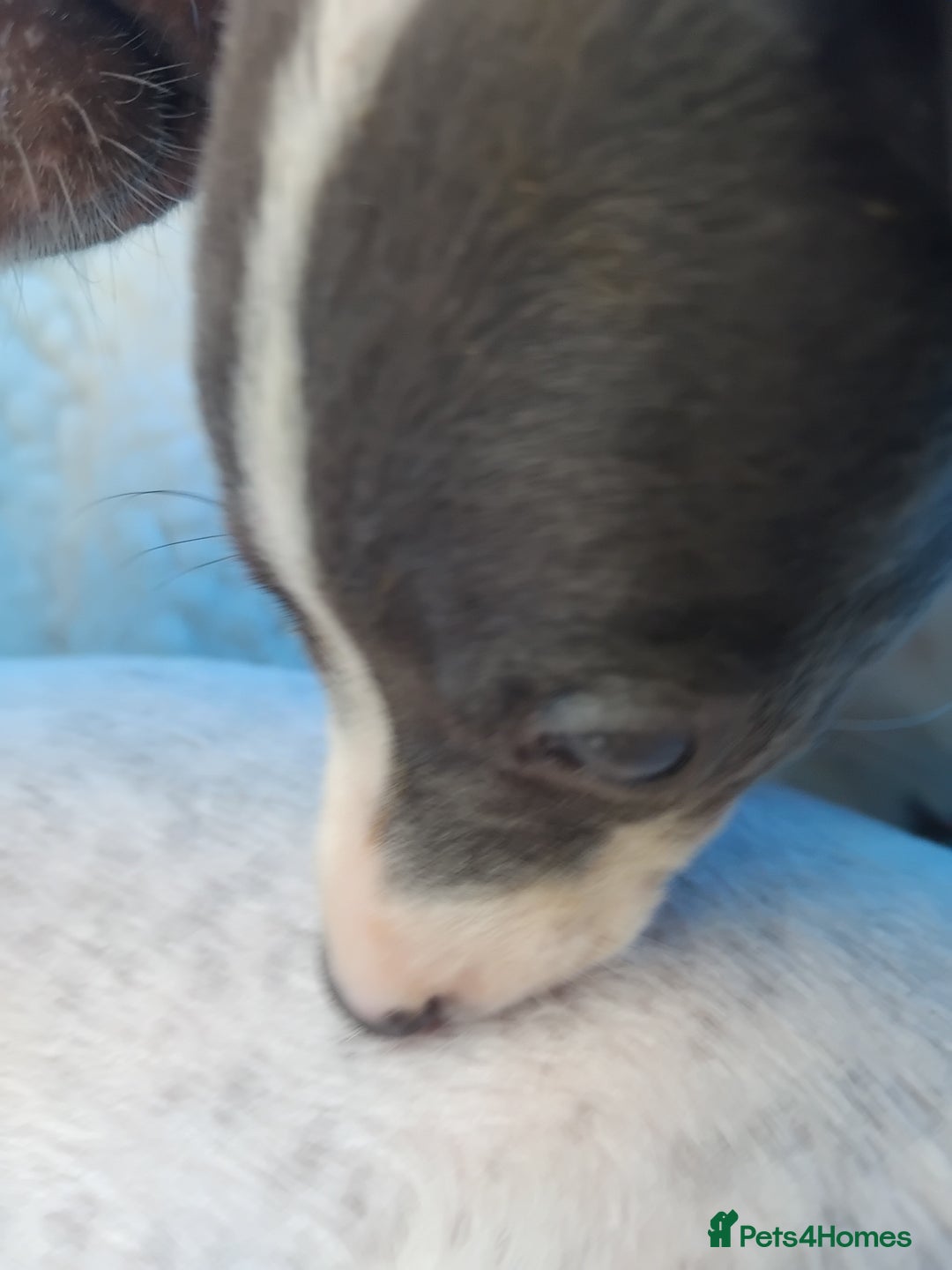 Mixed Breed dogs for sale: Italian Greyhound x Whippet puppies - Image 6