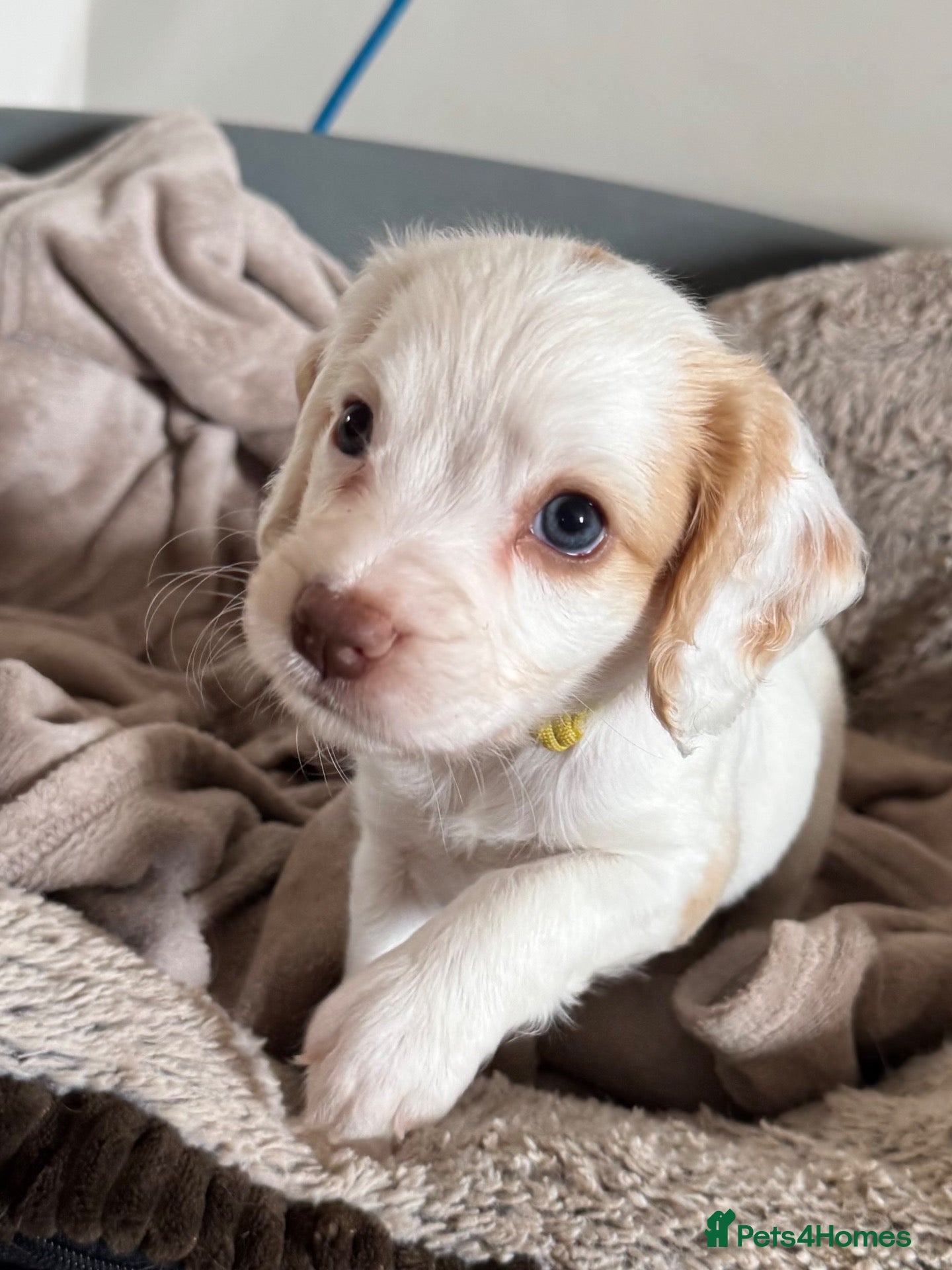Sprocker dogs Gorgeous Sprocker Spaniel Puppies - Advert 1