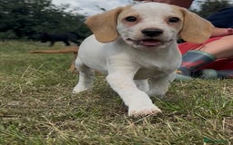 Bocker dogs for sale: Cocker Spaniel X Beagle - Image 4