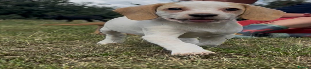 Bocker Puppy 2