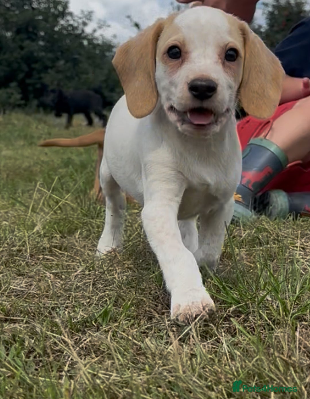 Bocker dogs for sale: Cocker Spaniel X Beagle - Image 4