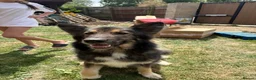 German Shepherd dogs for sale: Beautiful German Shepherd puppies for sale in Stanford-le-Hope - Advert 7