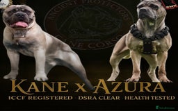 Cane Corso dogs for sale: ‼️Champion ICCF, health tested cane corso litter‼️ - Image 1