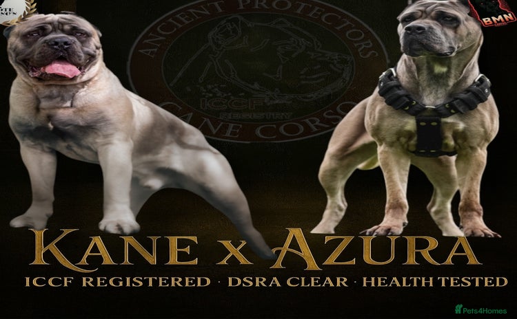Cane Corso dogs - Advert 1