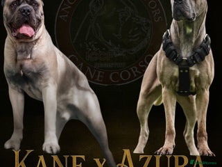 Cane Corso dogs - Advert 2
