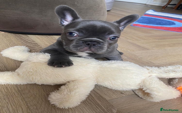 French Bulldog dogs - Advert 1