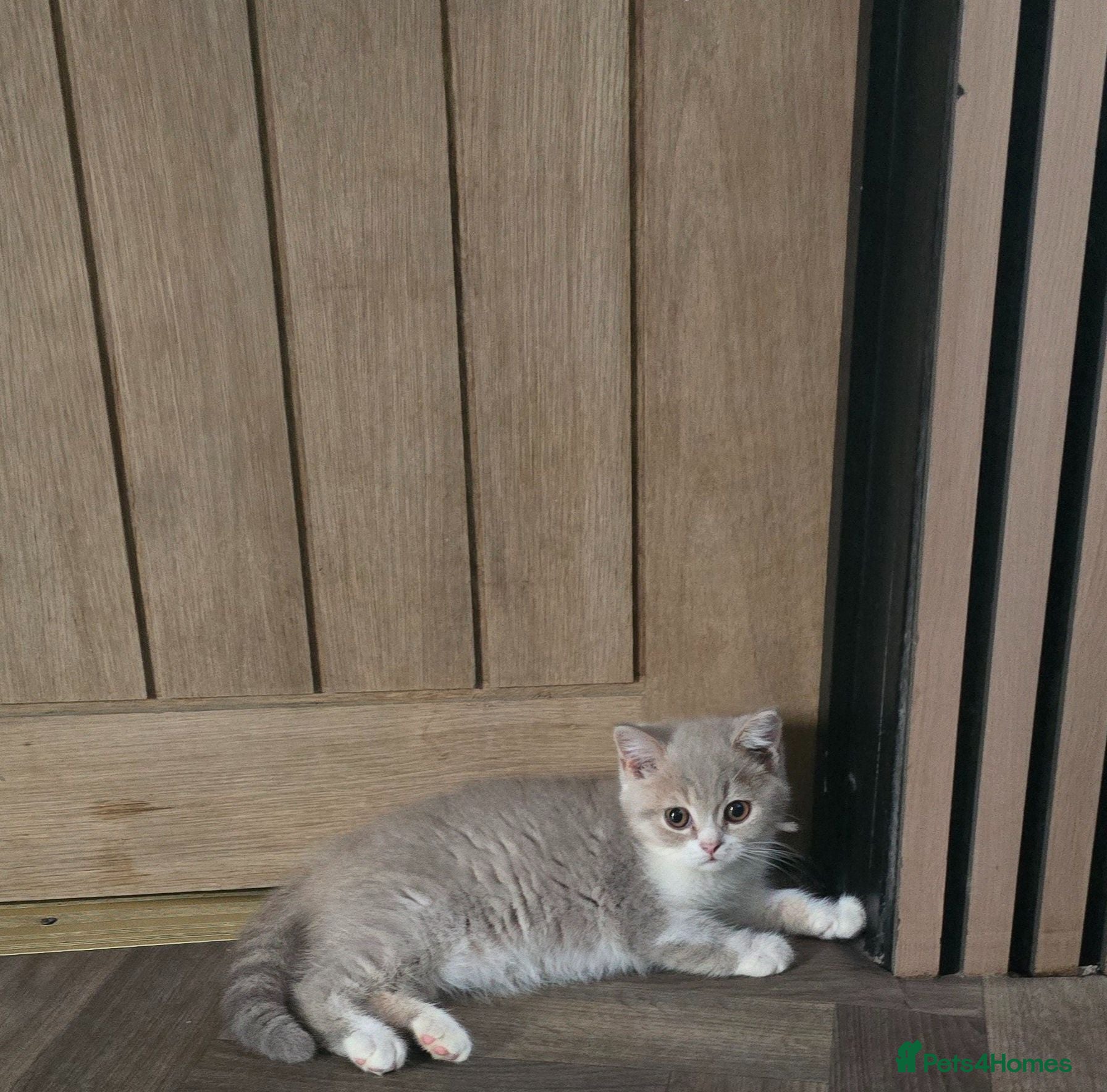 British Shorthair cats Ready now last Boy - Advert 1