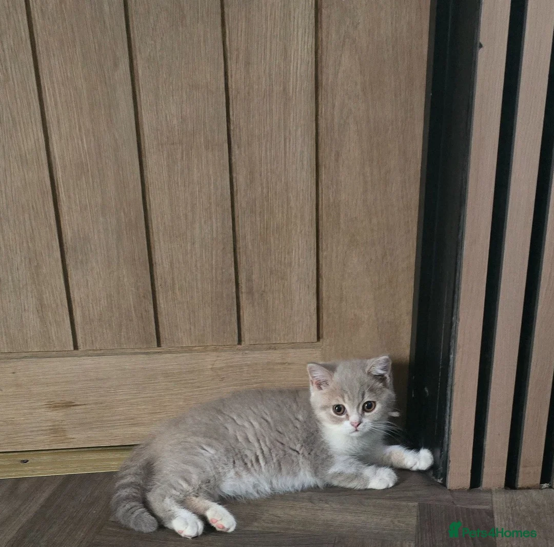 British Shorthair cats for sale: Ready now last Boy - Advert 1