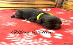 Cocker Spaniel dogs for sale: Outstanding KC Cocker Spaniel Puppies - Image 12