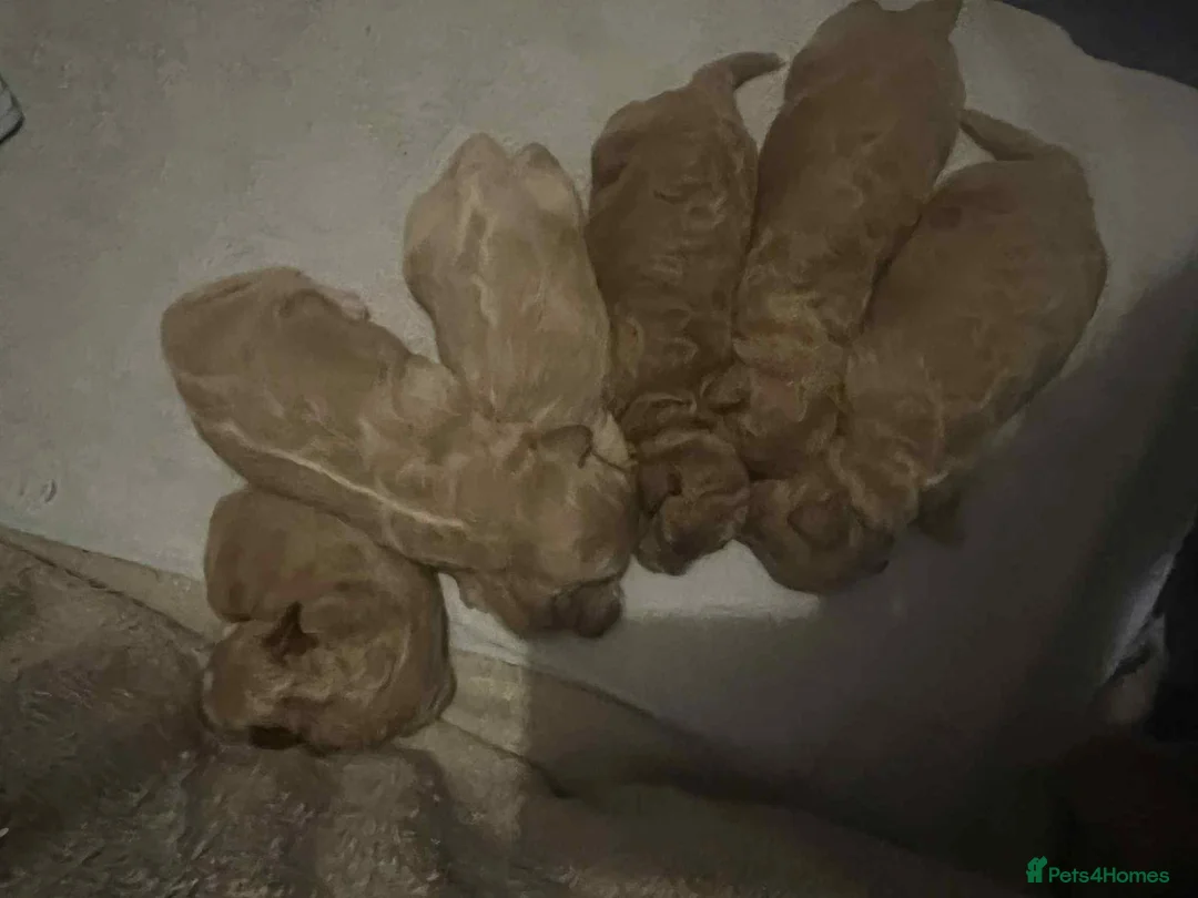 Lhasapoo dogs for sale: Lhasapoo puppies - Advert 1