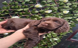 Cocker Spaniel dogs for sale: Show type x working cocker spaniel - Image 5