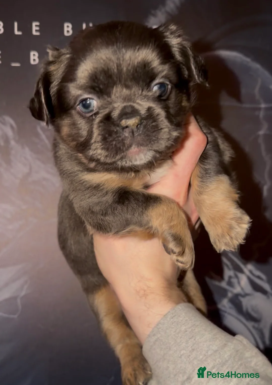 French Bulldog dogs for sale: Top quality fluffy Frenchbulldogs - Advert 25