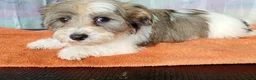 Havanese dogs for sale: ⭐RUDUCED TO £900onvo⭐Full breed havanese puppies.  - Advert 11