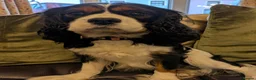 Cavalier King Charles Spaniel dogs for sale: KC Reg Cavalier King Charles Spaniel Male - Advert 3