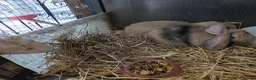 Dwarf Lop rabbits for sale: Beautiful Dwarf Lop Bunnies - Advert 5