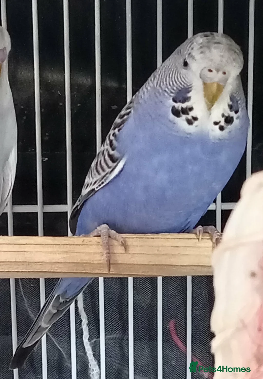 Budgerigars birds for sale: Beautiful Baby Budgies available  - Advert 11