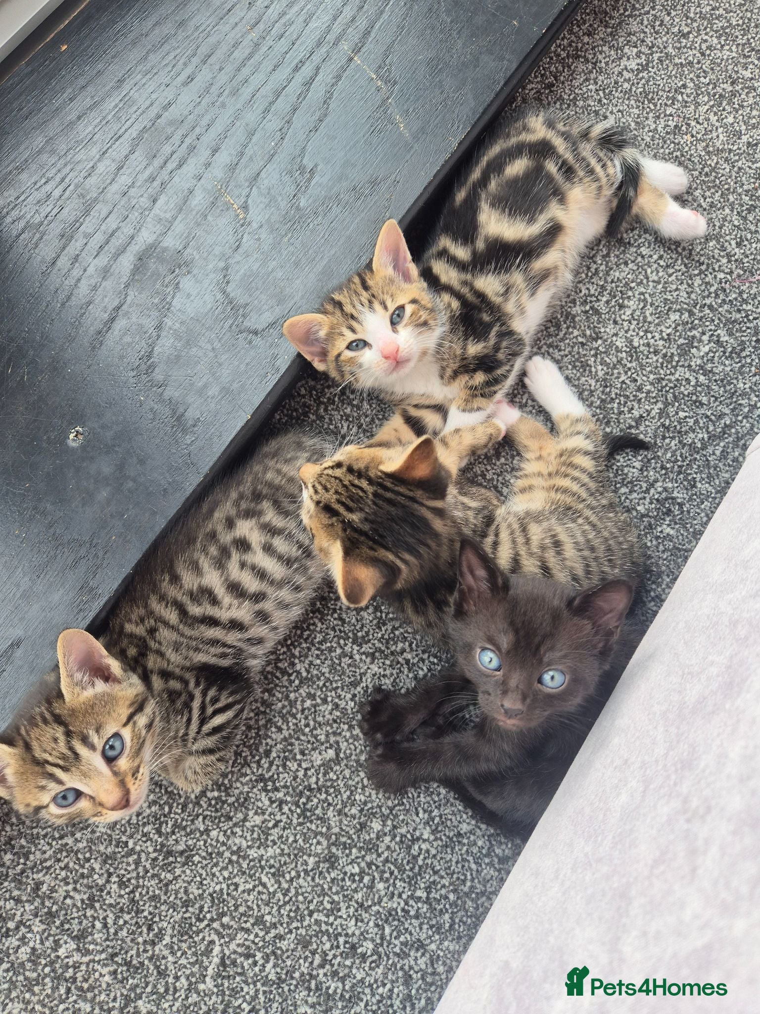 Mixed Breed cats Adorable Male Kittens for Sale (4 Boys Available) - Advert 2