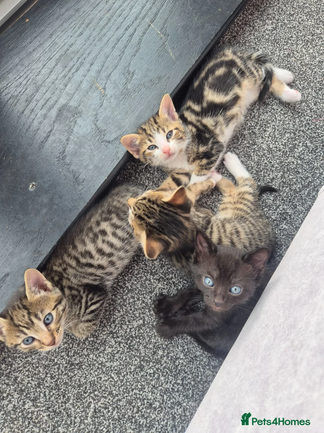 Mixed Breed cats for sale: Adorable Male Kittens for Sale (4 Boys Available) - Advert 1