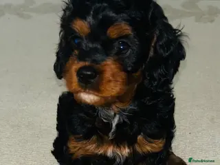 Cockapoo dogs Two beautiful cockerpoo puppies for sale 🐶 - Advert 11