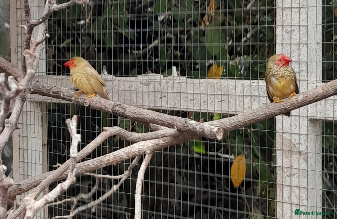 Finches birds for sale: Mixed aviary for sale.  - Image 8