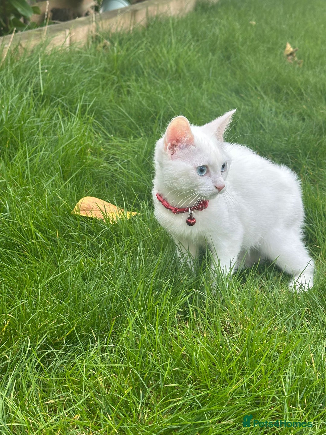 British Shorthair cats for sale: 3 beautiful kittens - Image 14
