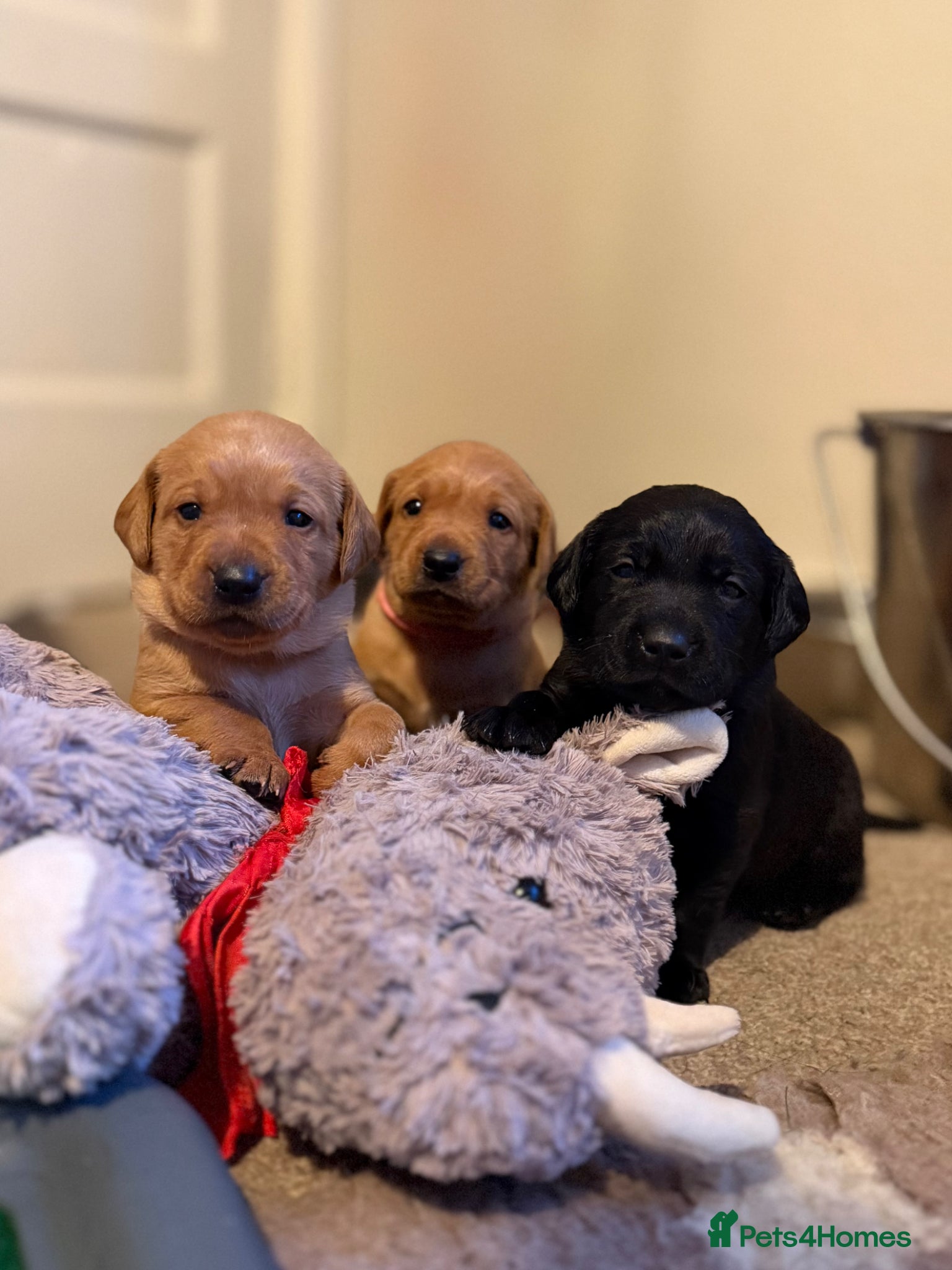 Labrador Retriever dogs Kc reg labrador pups, fully health tested parents  - Advert 5