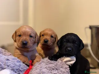 Labrador Retriever dogs Kc reg labrador pups, fully health tested parents - Advert 5