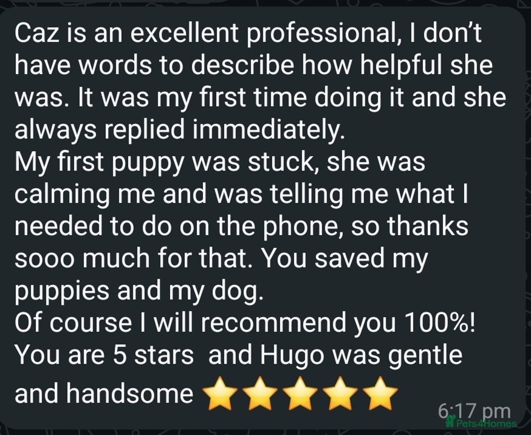 Chihuahua dogs for stud: Kc reg Lilac short coat for stud  in Bedford - Advert 22