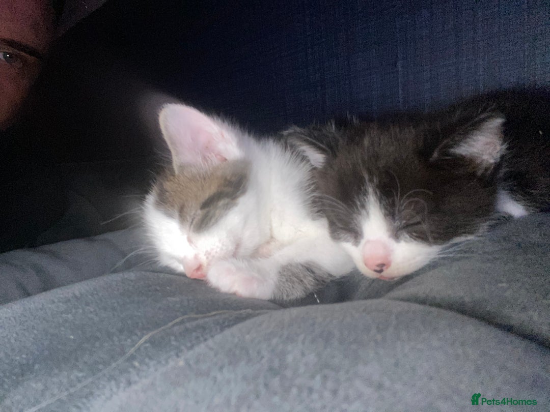 Mixed Breed cats for sale: 2 beautiful kittens  - Advert 14