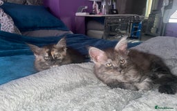 Maine Coon cats for sale: TICA registered Maine coon kittens  - Image 21