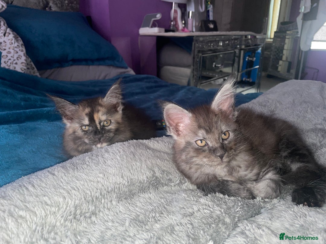 Maine Coon cats for sale: TICA registered Maine coon kittens  - Image 21