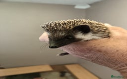 Pygmy Hedgehog rodents for sale: african pygmy hedgehogs - Image 4