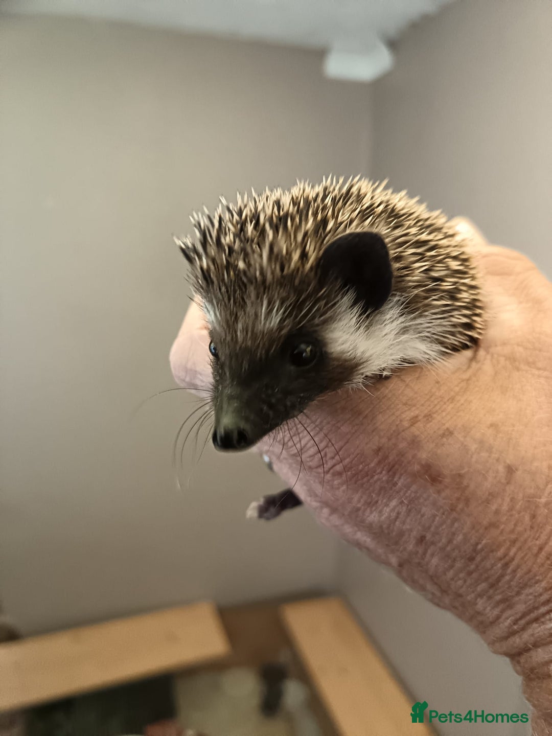 Pygmy Hedgehog rodents for sale: african pygmy hedgehogs - Image 4