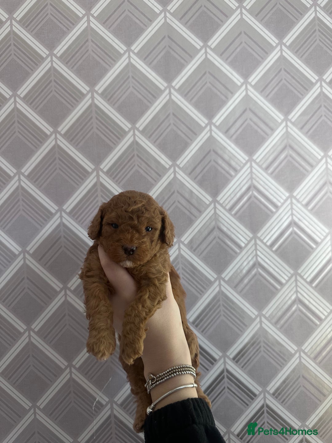 Cockapoo dogs for sale: F1B Minature Cockapoo puppies in Fox Red colour - Advert 9