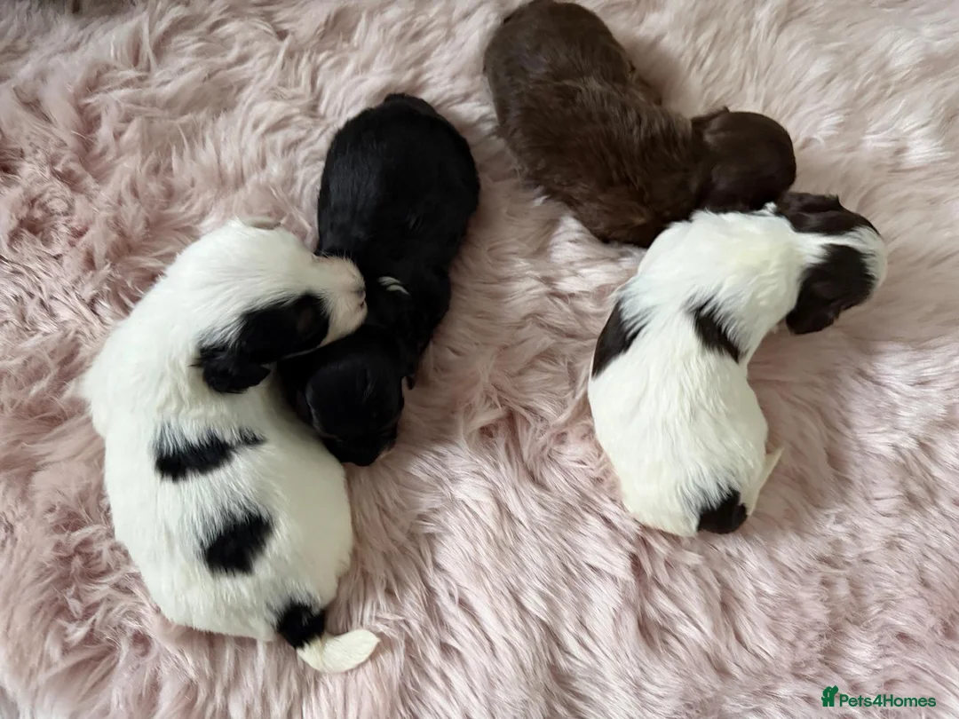 Lhasapoo dogs for sale: Lhasapoo  - Advert 2