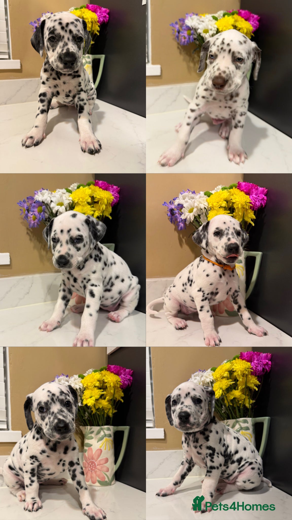 Dalmatian dogs KC Registered Dalmatian Pups Available to Reserve - Advert 3