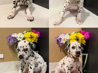 Dalmatian dogs KC Registered Dalmatian Pups Available to Reserve - Advert 3