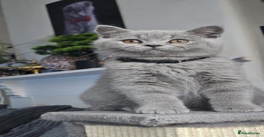British Shorthair cats - Advert 1