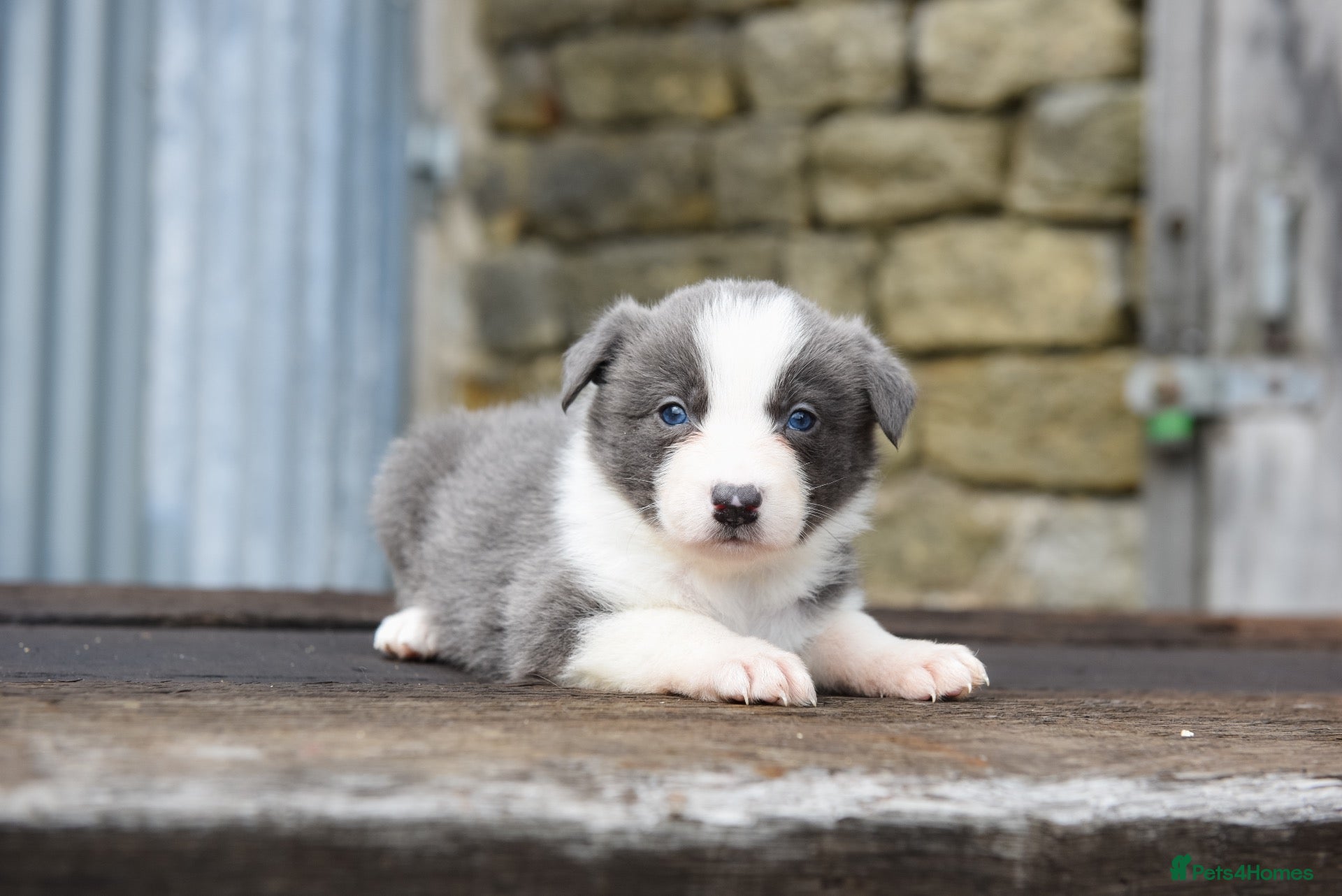Border Collie dogs Stunning Blue & white / black & white pups - Advert 2