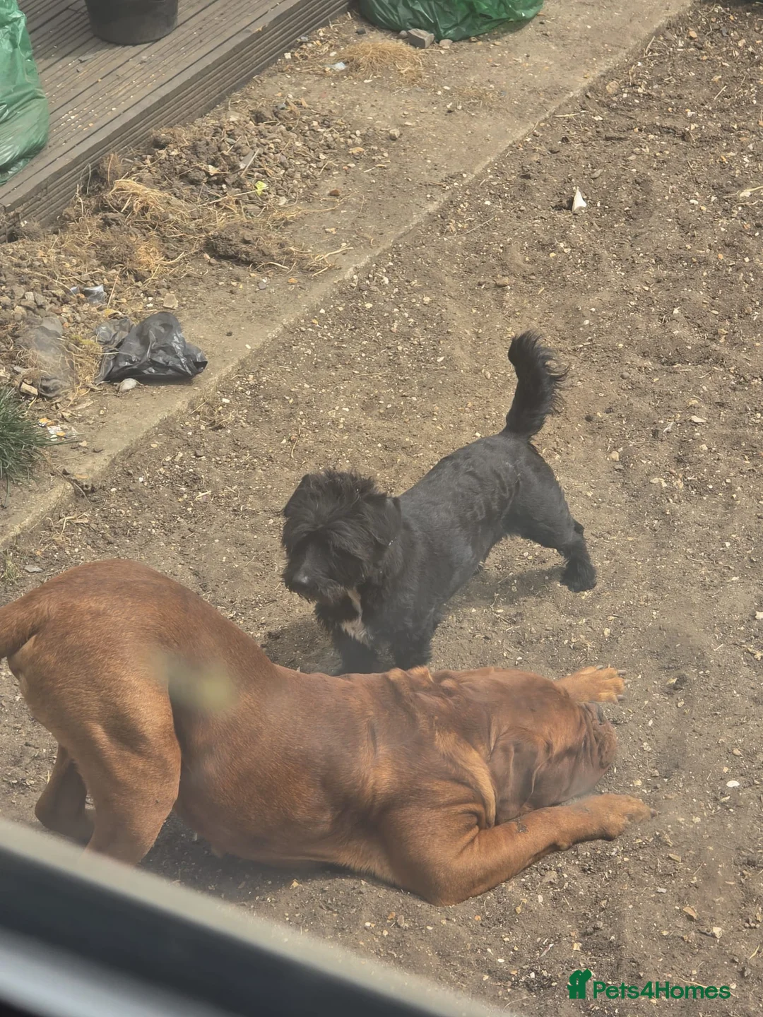 Dogue De Bordeaux dogs for sale: Hercules  - Advert 10