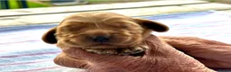 Cocker Spaniel dogs for sale: Beautiful Show Type Kc Reg. in Dymock - Advert 5