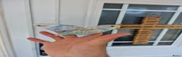 Budgerigars birds for sale: Super Silly hand tamed budgie - Advert 7