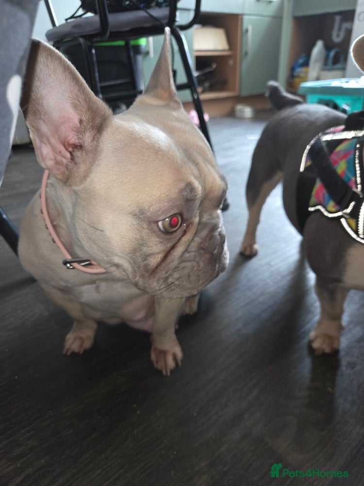 French Bulldog dogs PUPS DUE 12 MAY - Advert 1