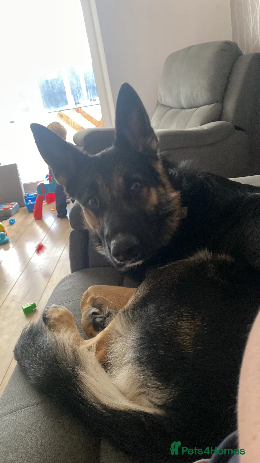 German Shepherd dogs for sale: German shep - Advert 2