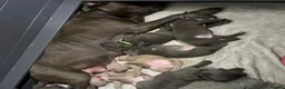 Cane Corso dogs for sale: 🐾LAST 6 CANE CORSO PUPPIES (5 BOYS & 1 GIRLS !!) - Advert 1
