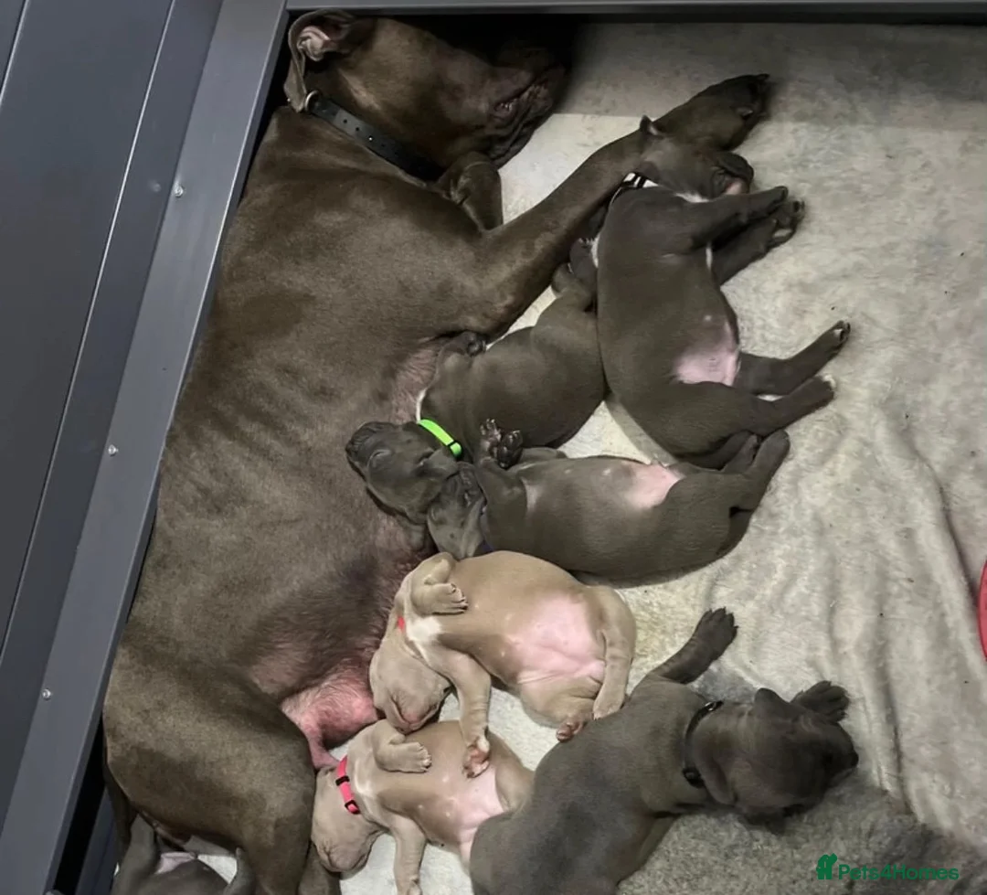 Cane Corso dogs for sale: 🐾LAST 6 CANE CORSO PUPPIES (5 BOYS & 1 GIRLS !!) - Advert 1