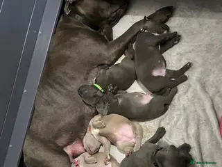 Cane Corso dogs 🐾LAST 6 CANE CORSO PUPPIES (5 BOYS & 1 GIRLS !!) - Advert 2